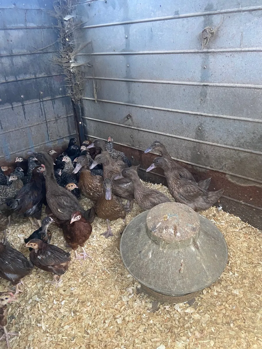 DUCKS, CLOCKING  HENS & EGGS
