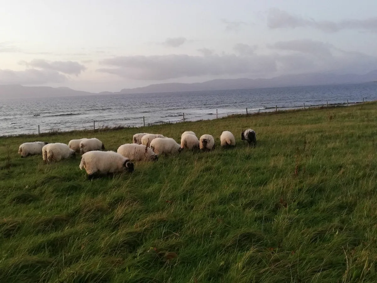Mayo Mountain Blackface hoggetts - Image 1