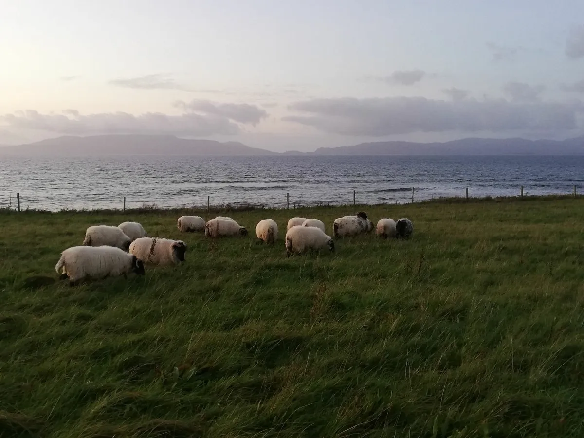 Mayo Mountain Blackface hoggetts - Image 2