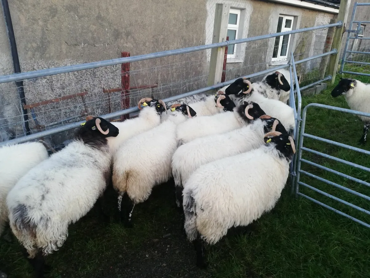 Mayo Mountain Blackface hoggetts - Image 3