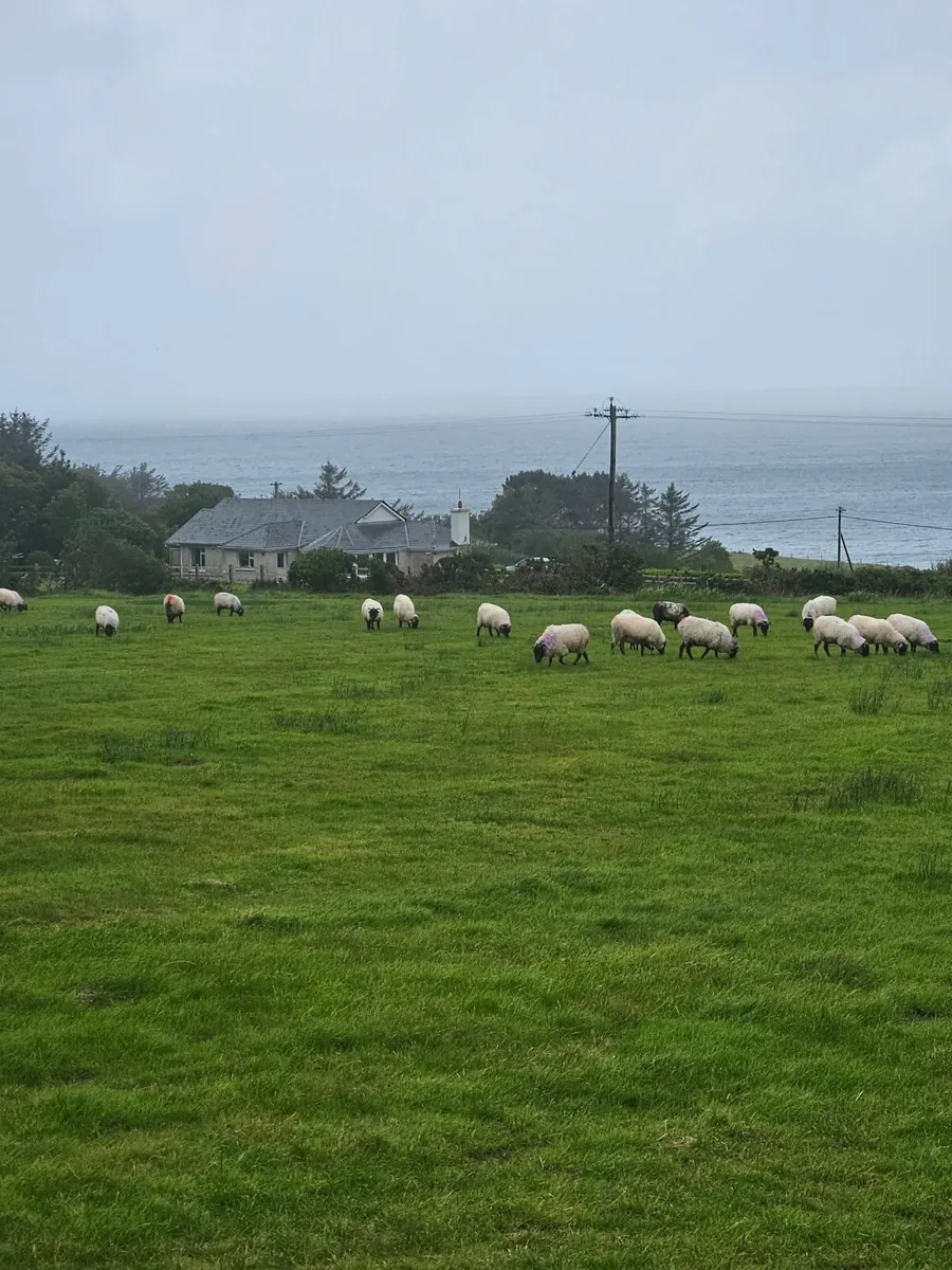 Mayo Mountain Blackface hoggetts - Image 4