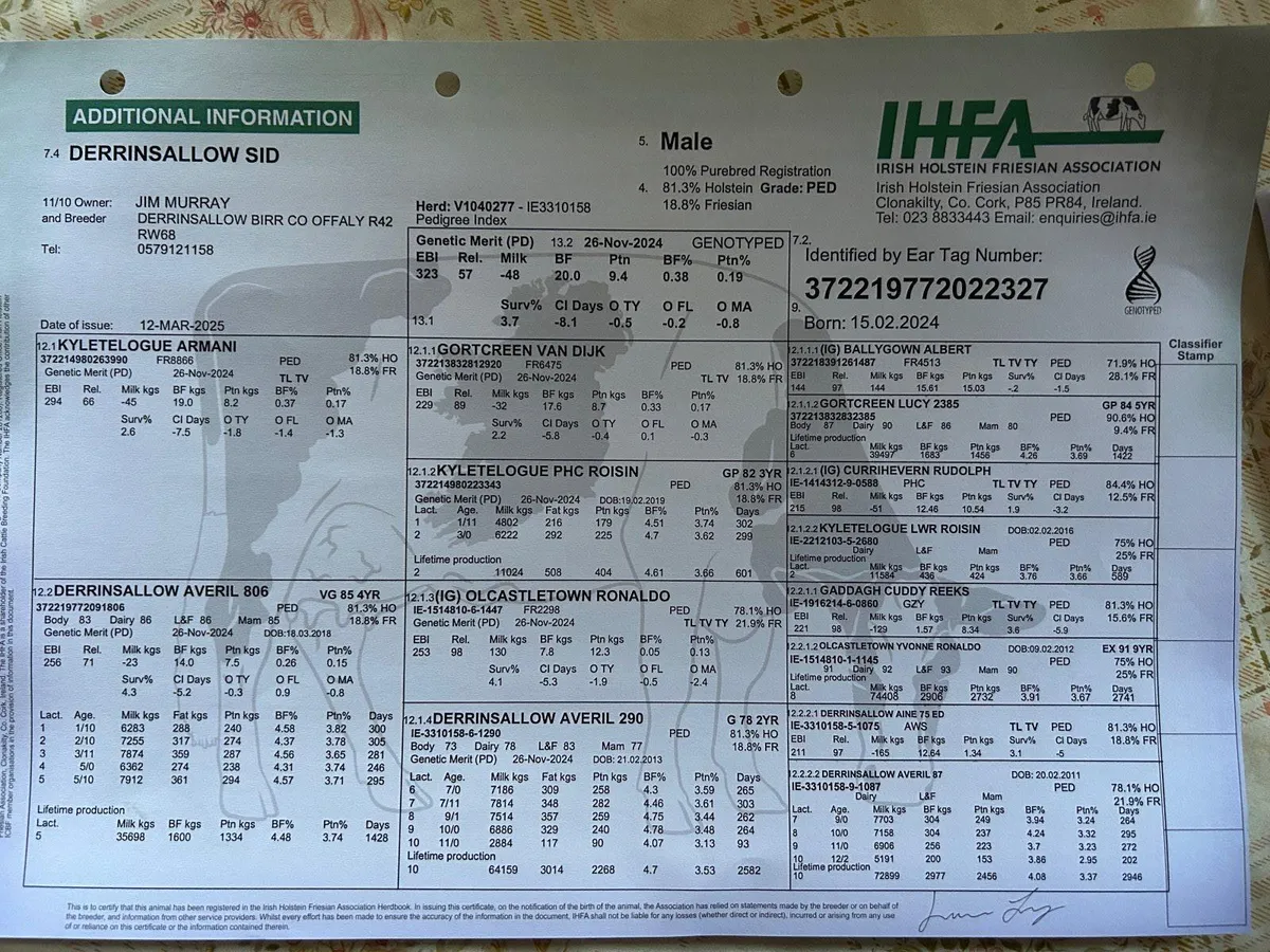 Holstein Friesian Breeding Bull - Image 2