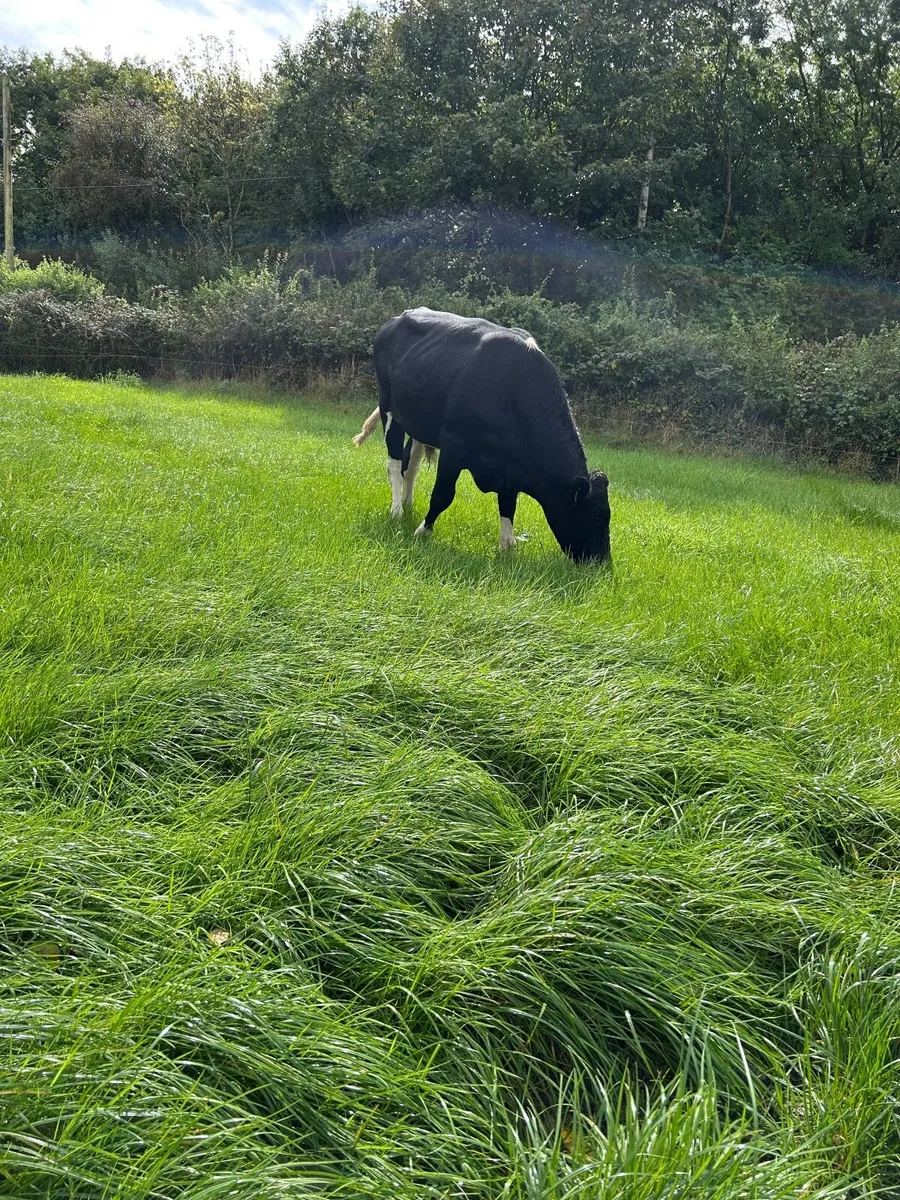 Holstein Friesian Breeding Bull - Image 3