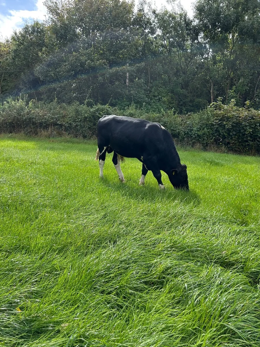 Holstein Friesian Breeding Bull - Image 4