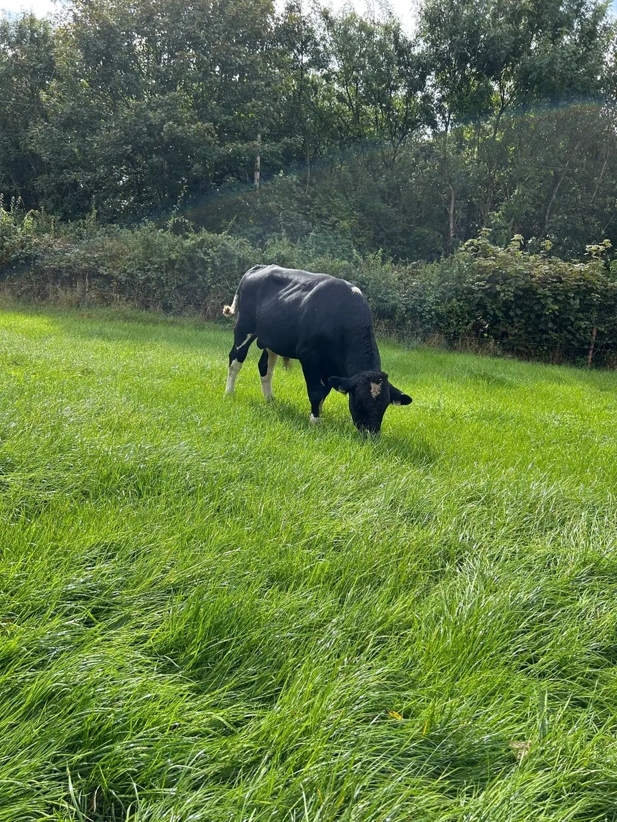 Holstein Friesian Breeding Bull - Image 1
