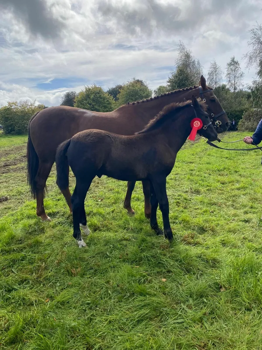 Phenomene bleu vdm colt foal - Image 1