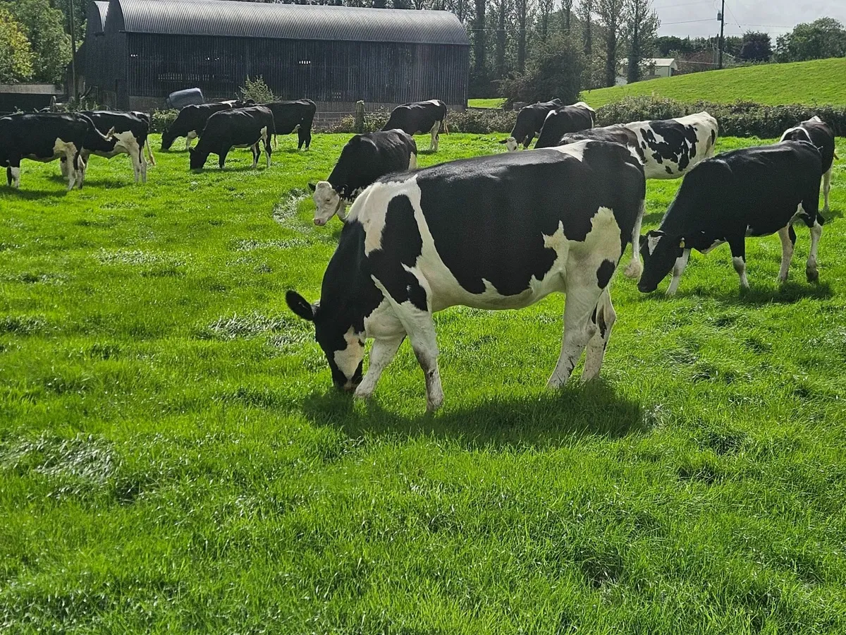 Springing Heifers - Image 2