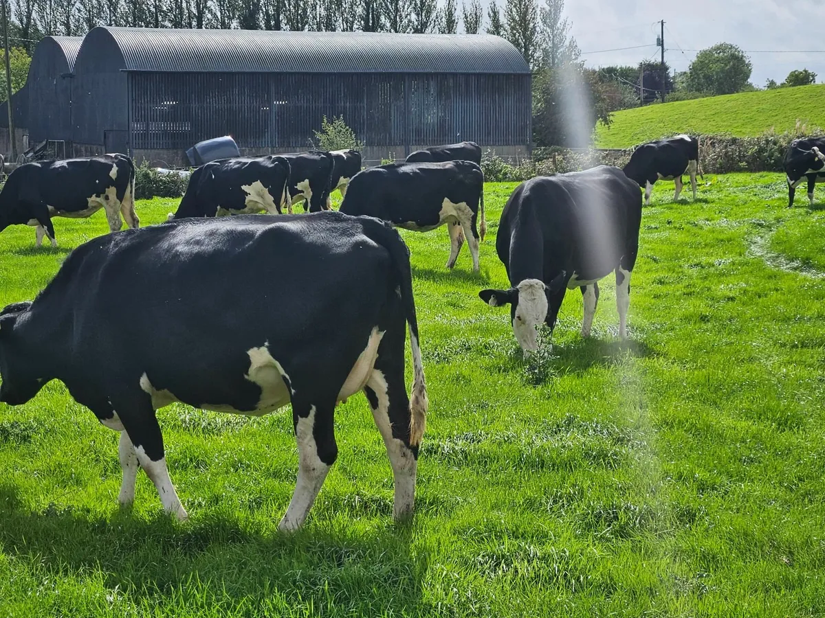 Springing Heifers - Image 1