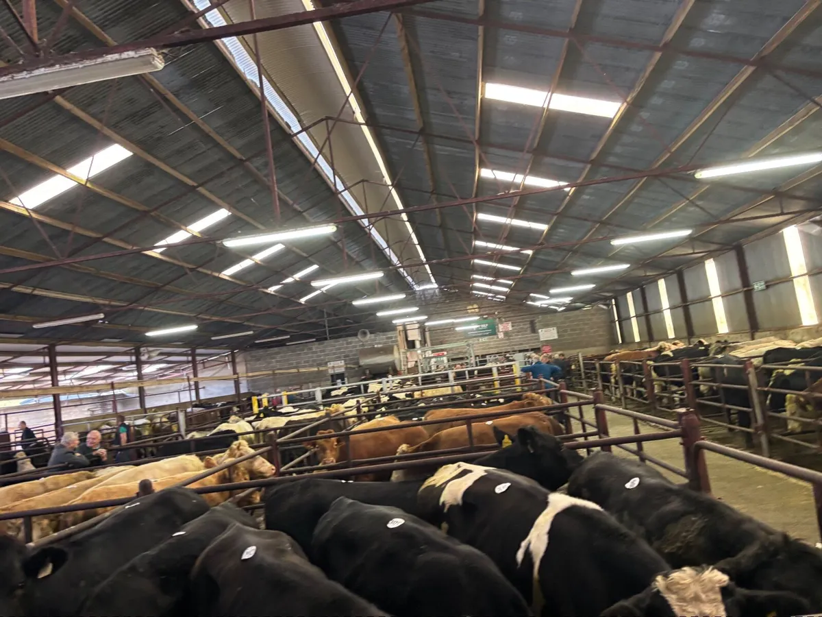 🐂🐂ORGANIC SALE CLONES MART🐂🐂 - Image 1
