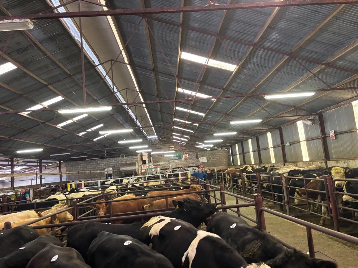 🐂🐂ORGANIC SALE CLONES MART🐂🐂 - Image 2
