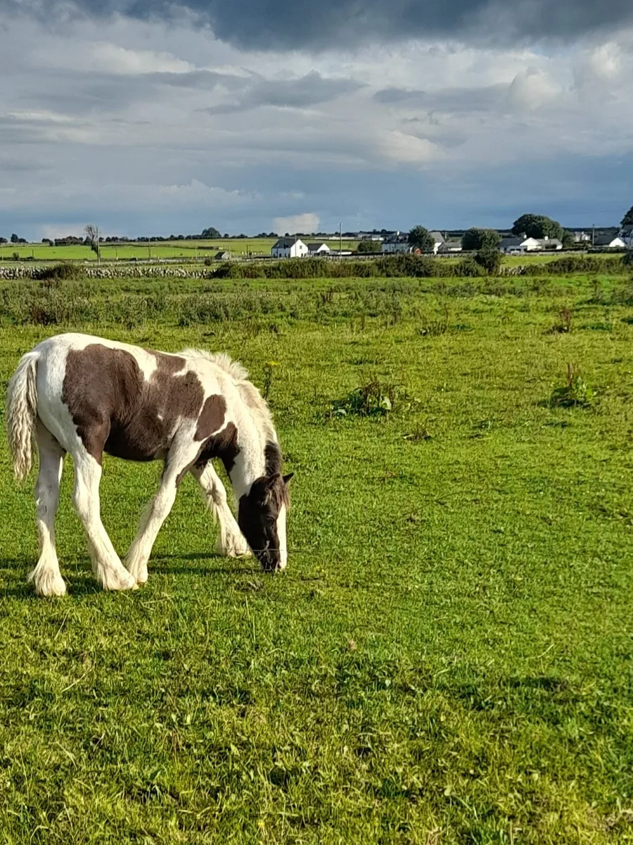Horse foals - Image 2