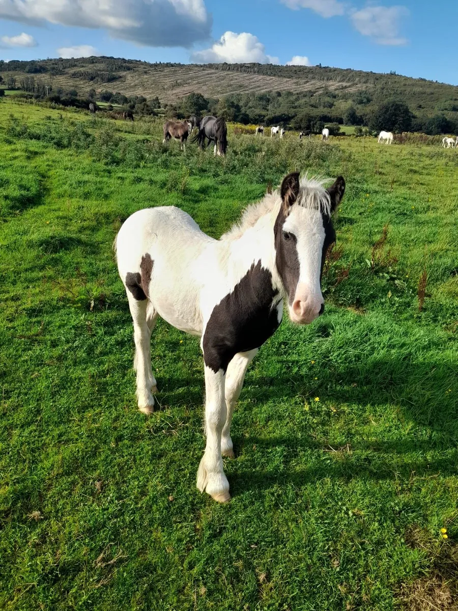 Horse foals - Image 3
