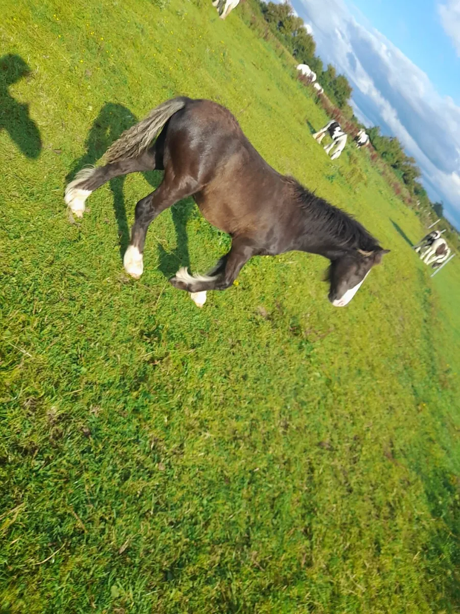 Horse foals - Image 4