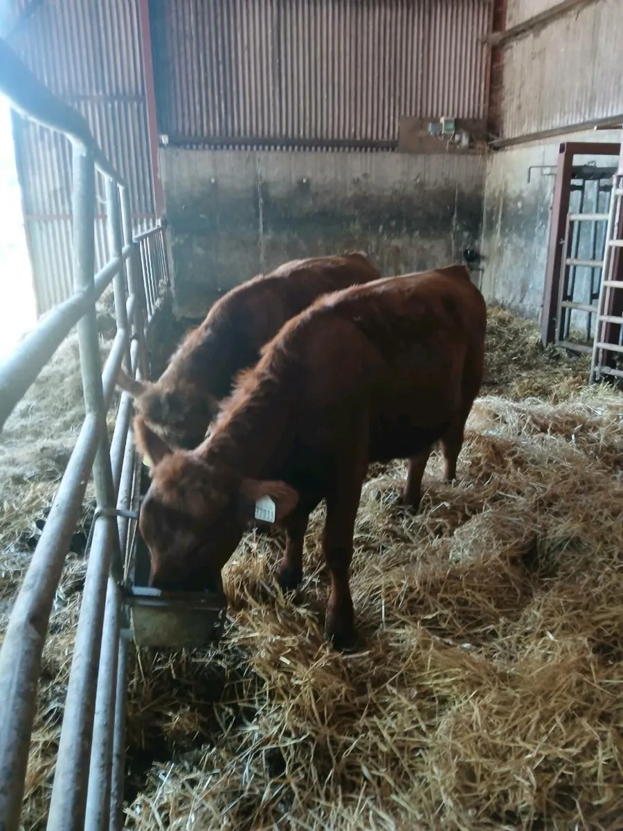 Red angus - Image 1