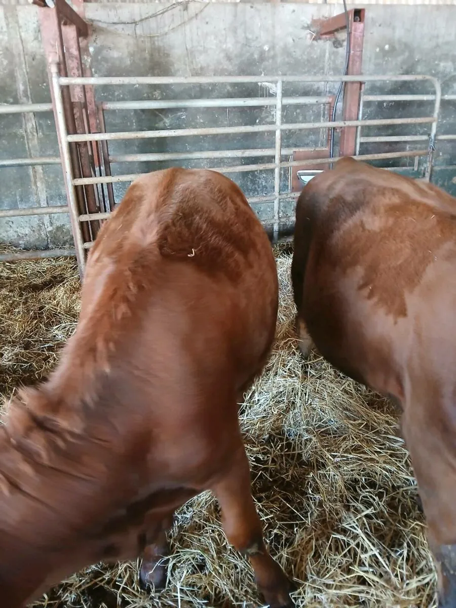 Red angus - Image 2