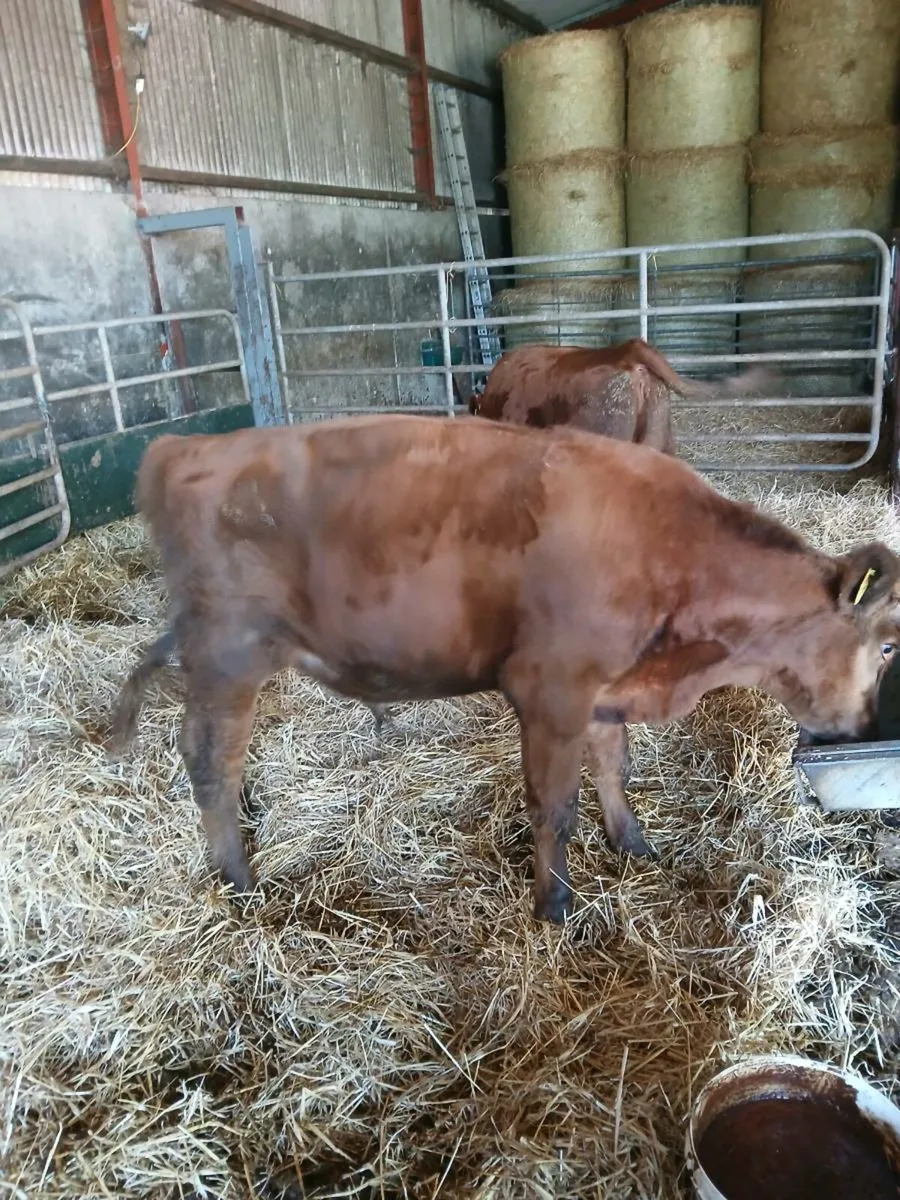 Red angus - Image 3