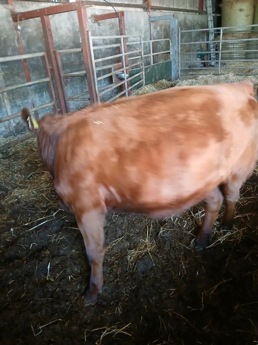 Red angus - Image 4
