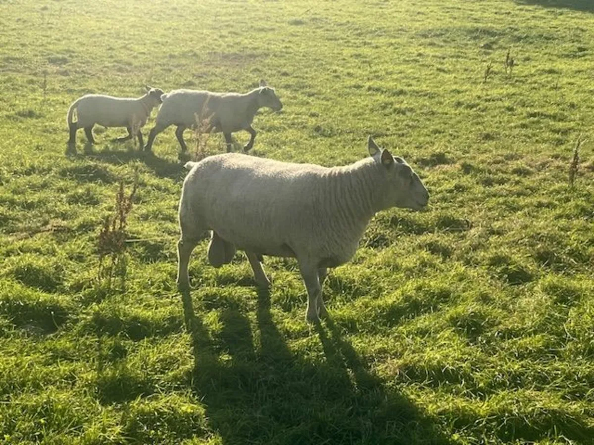 Pure bred Charolais Ram - Image 1