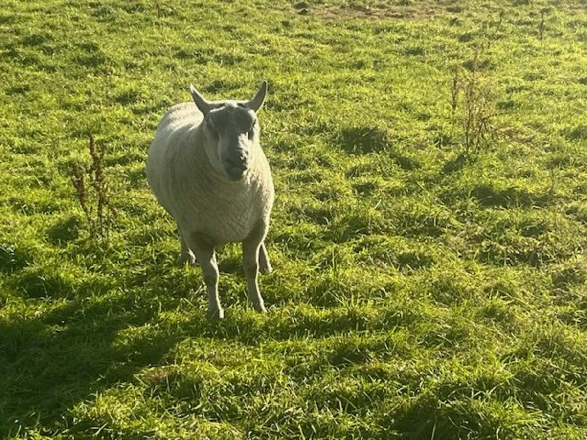 Pure bred Charolais Ram - Image 2