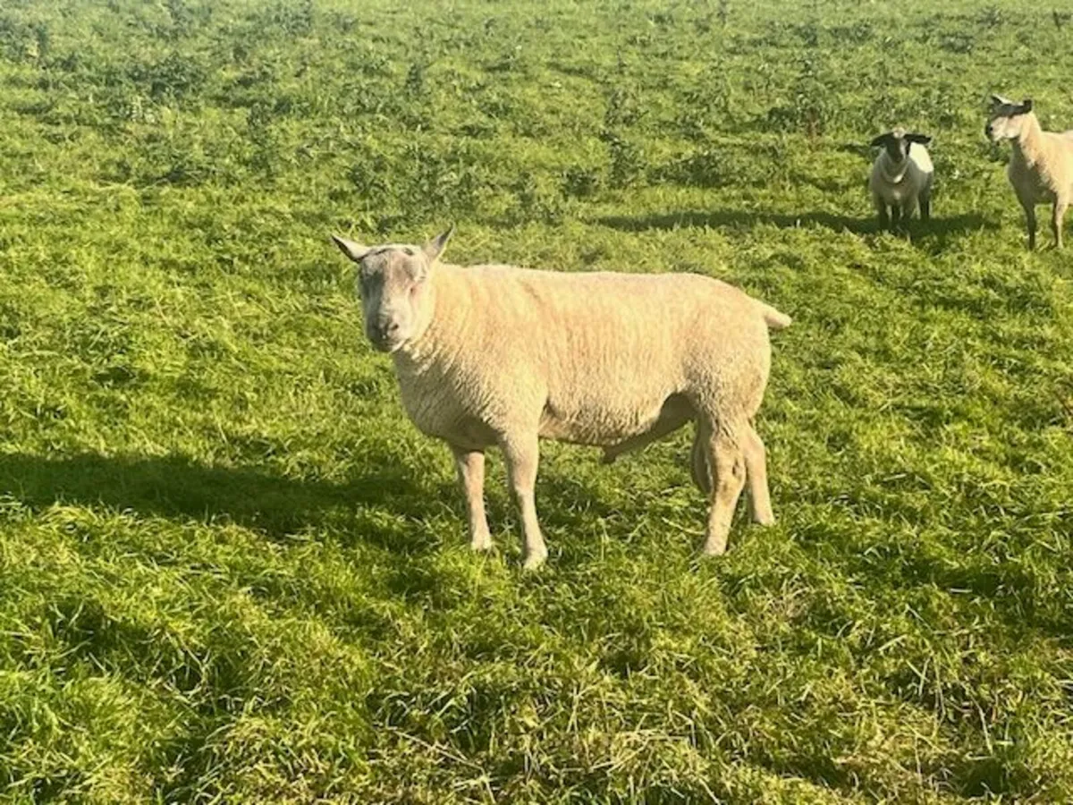 Pure bred Charolais Ram - Image 3