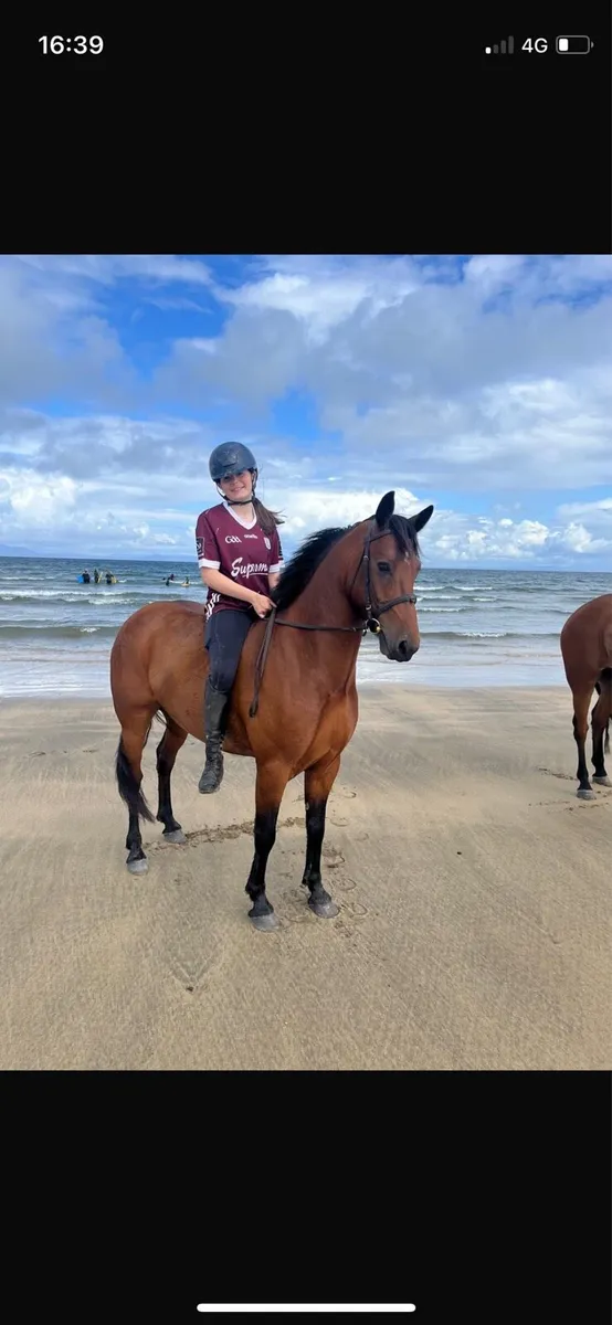 Polka,14hh 8yo all rounder - Image 2