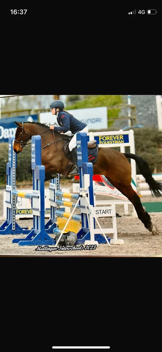Polka,14hh 8yo all rounder - Image 3