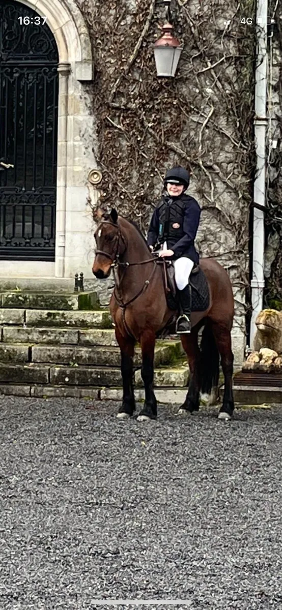 Polka,14hh 8yo all rounder - Image 4