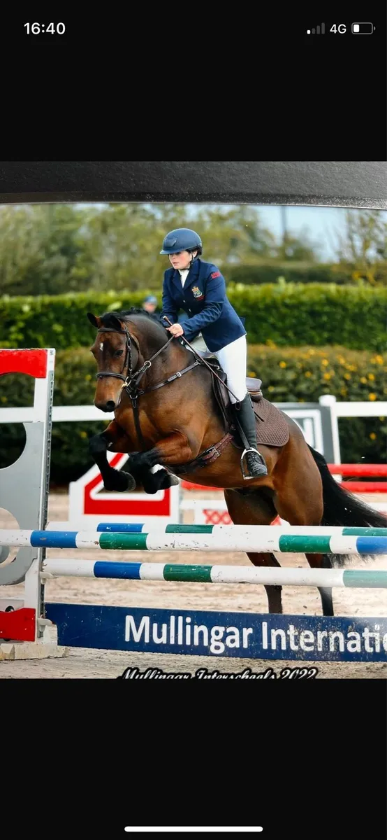Polka,14hh 8yo all rounder - Image 1