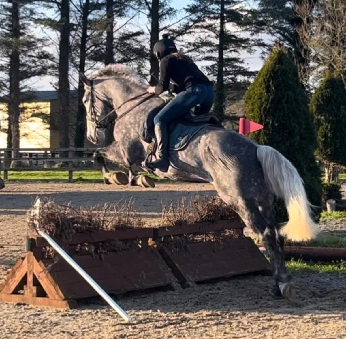 Class 1 ID Broodmare - Image 2