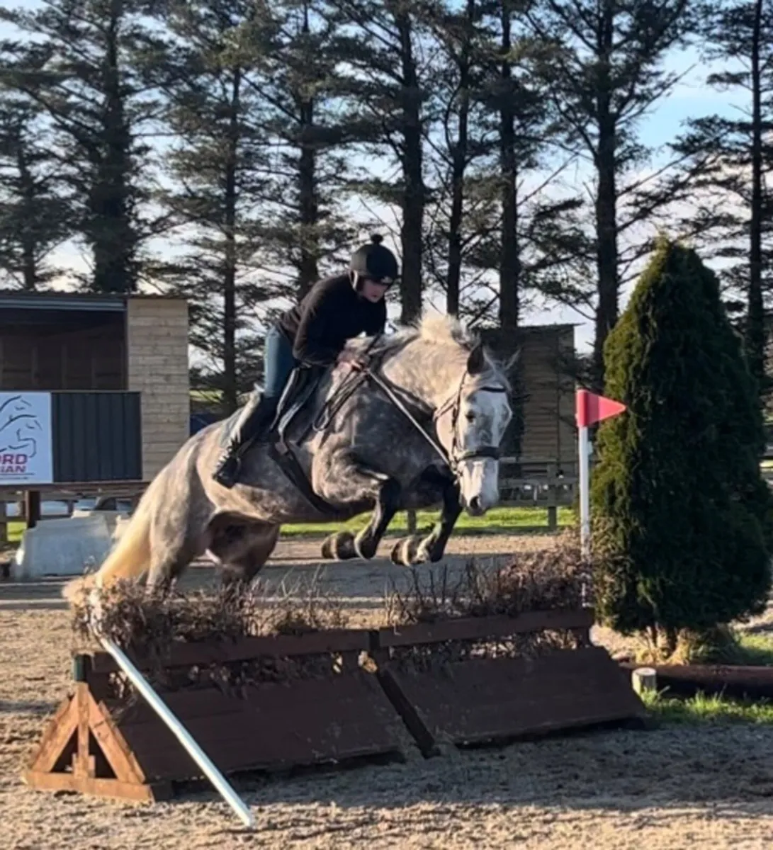 Class 1 ID Broodmare - Image 3