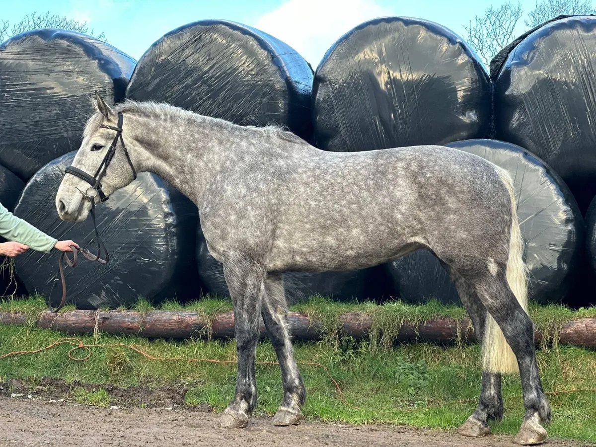 Class 1 ID Broodmare - Image 4