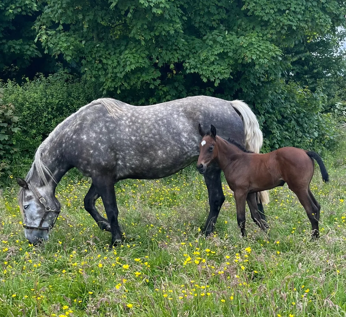 Class 1 ID Broodmare - Image 1