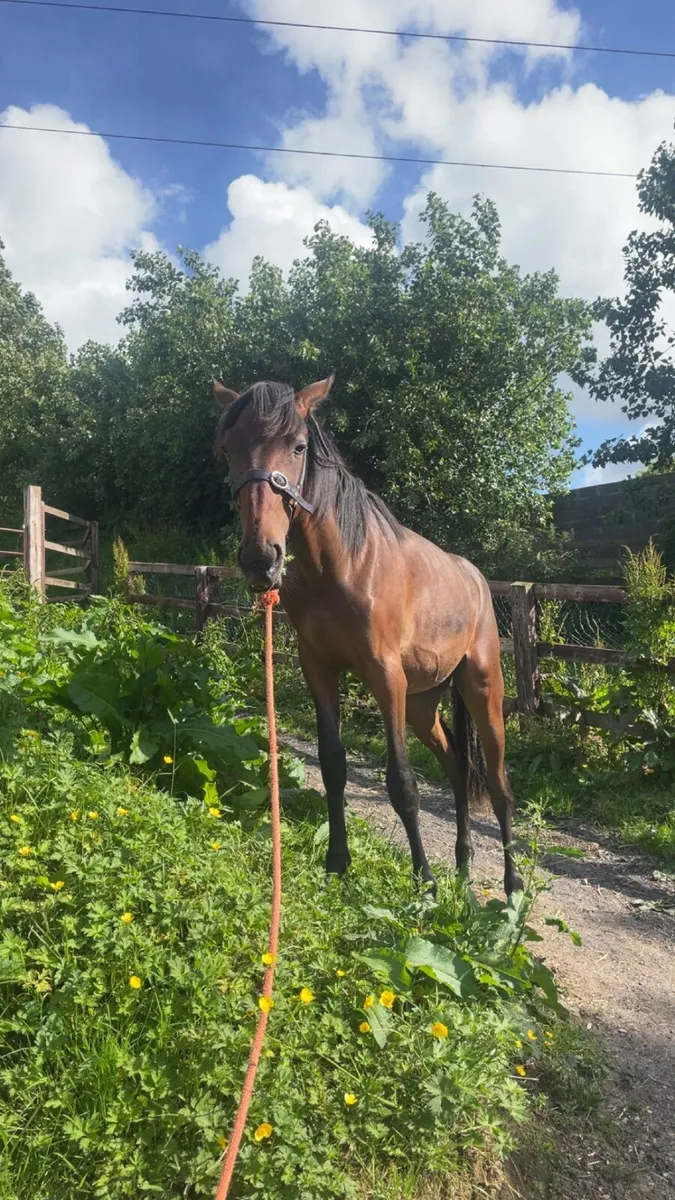 Horse - Image 1