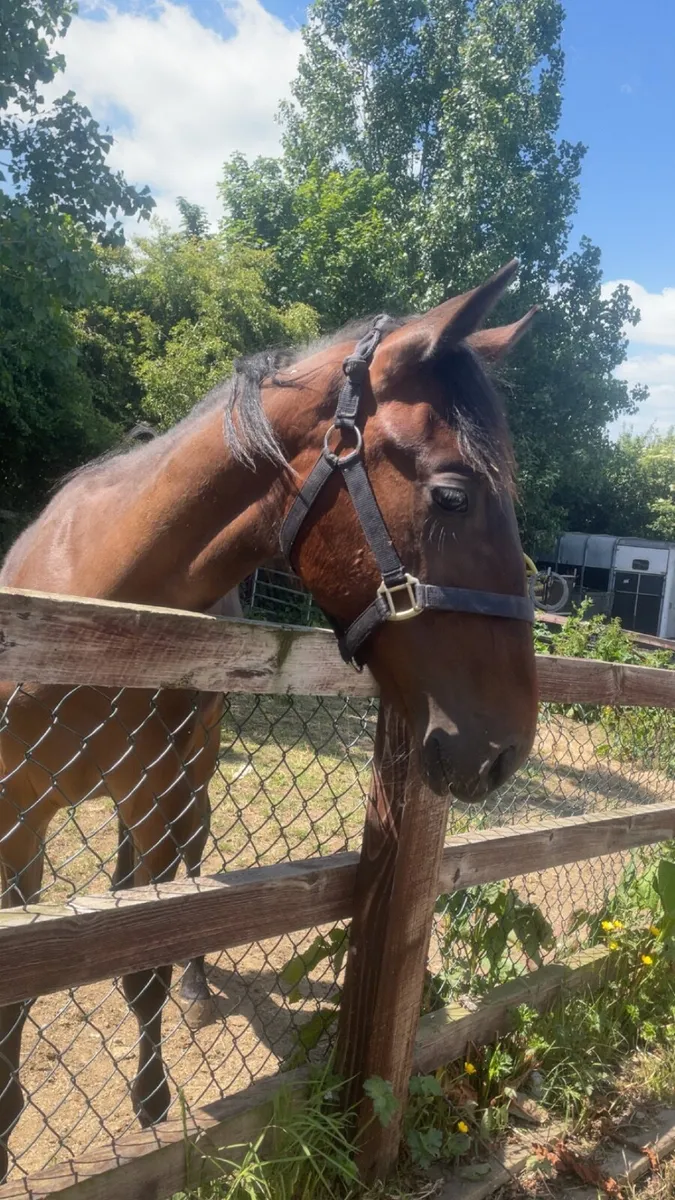 Horse - Image 2