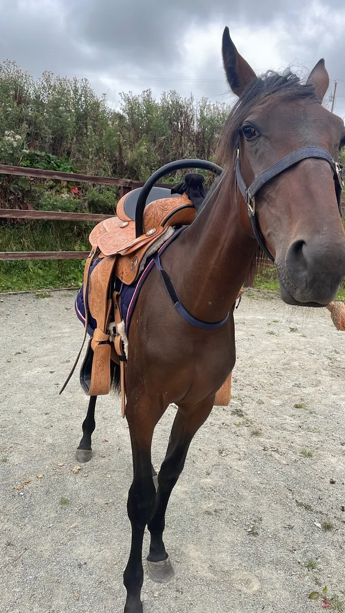 Horse - Image 3