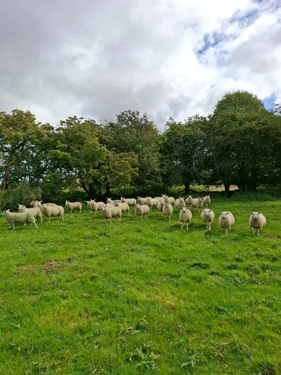 Mule Texel Cross Ewe Lambs - Image 1