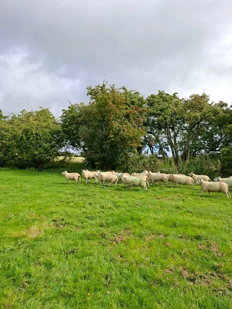 Mule Texel Cross Ewe Lambs - Image 2