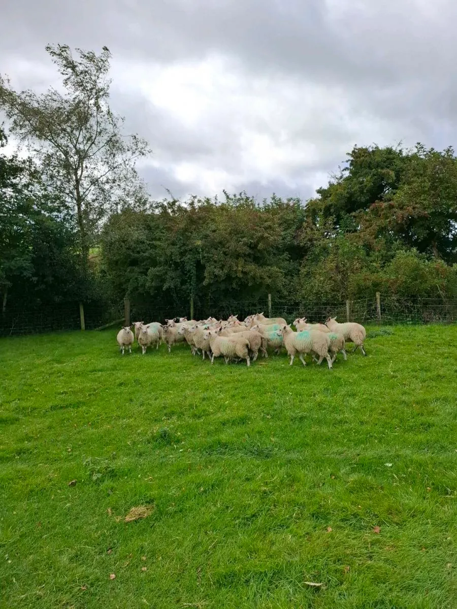 Mule Texel Cross Ewe Lambs - Image 4