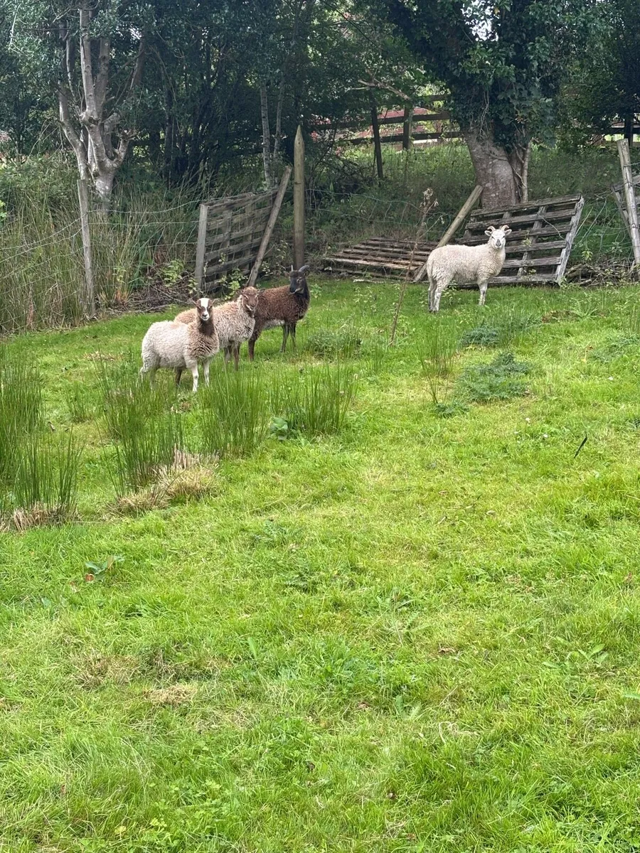 Soay ewe lambs - Image 1
