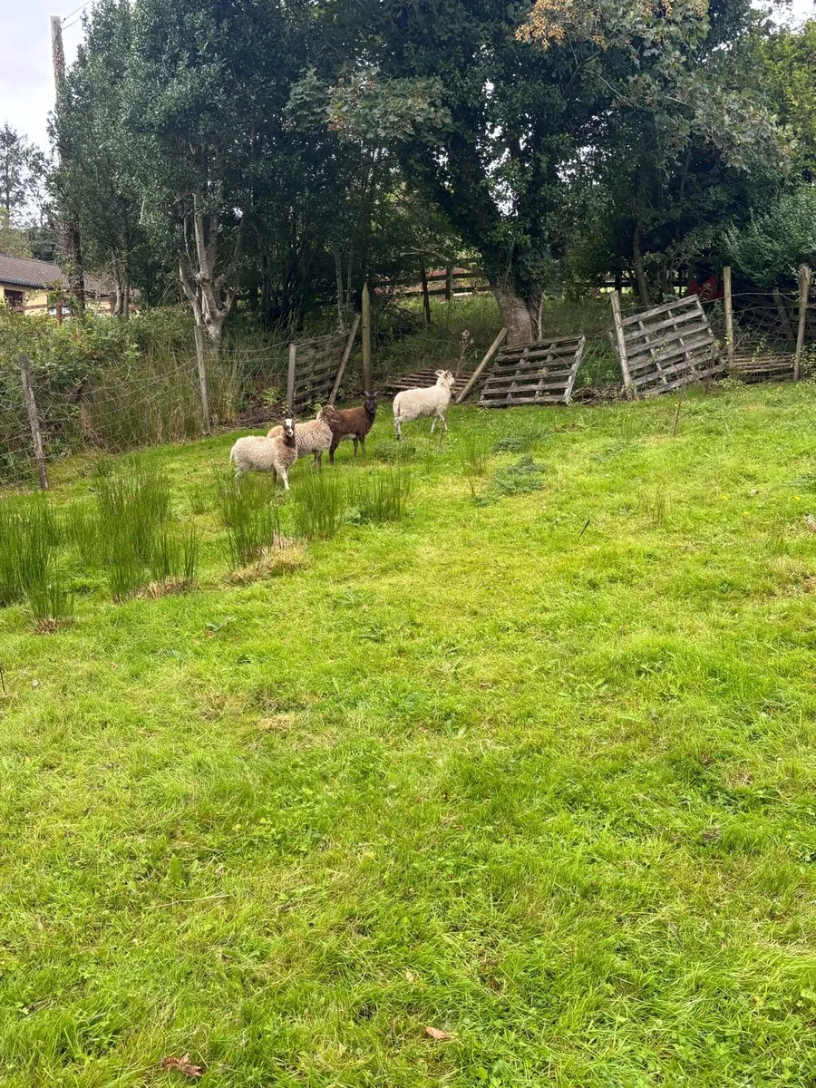 Soay ewe lambs - Image 2