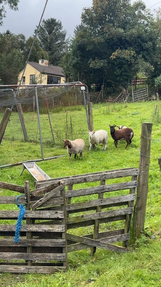 Soay ewe lambs - Image 3
