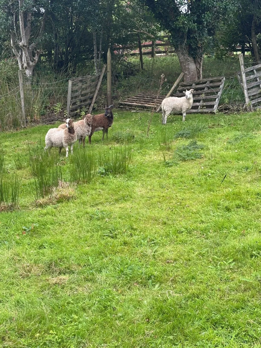 Soay ewe lambs - Image 4