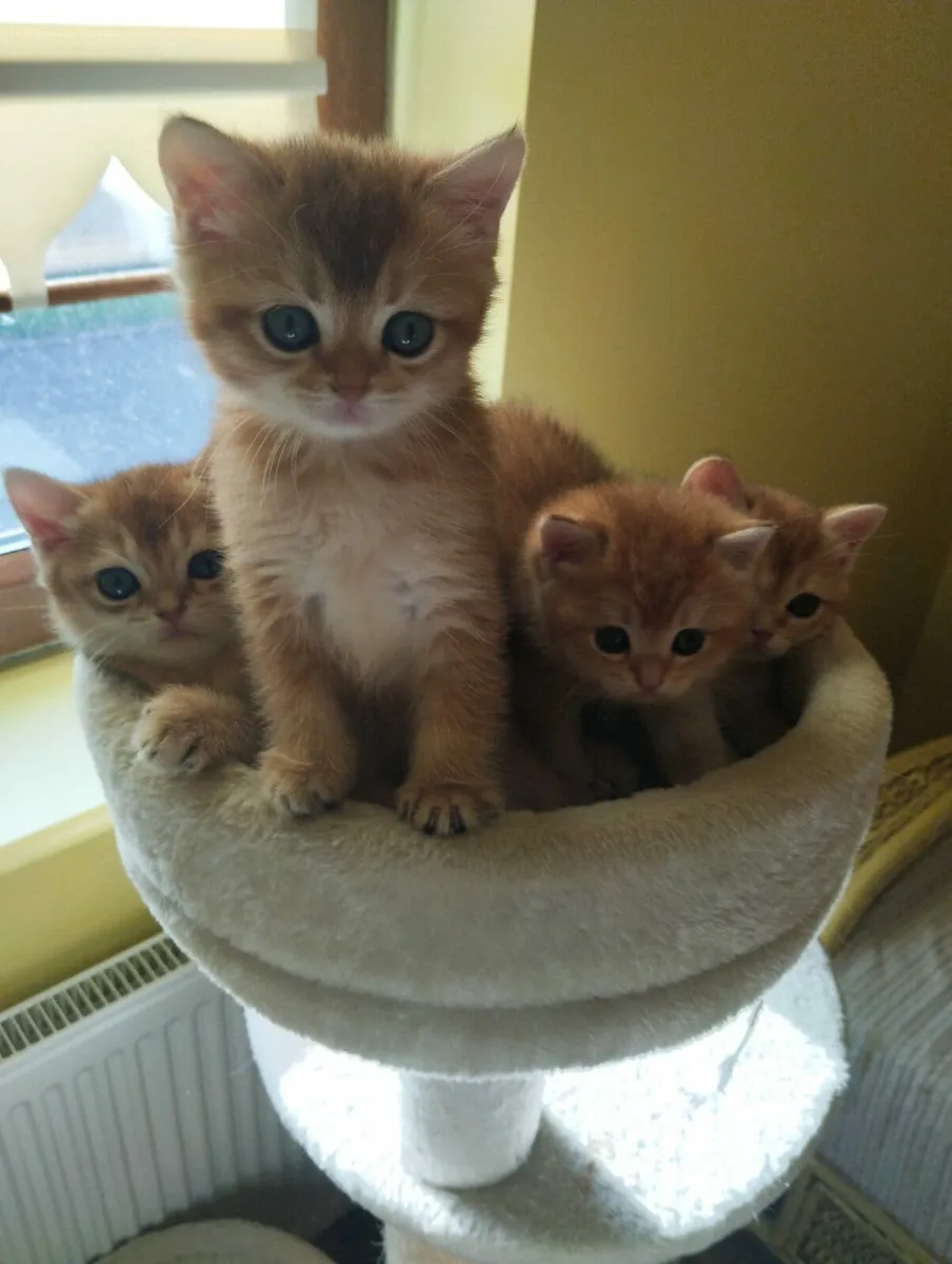 Kittens - Image 1