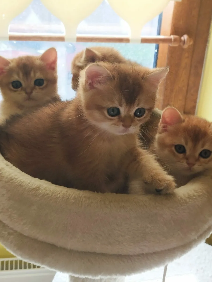 Kittens - Image 2