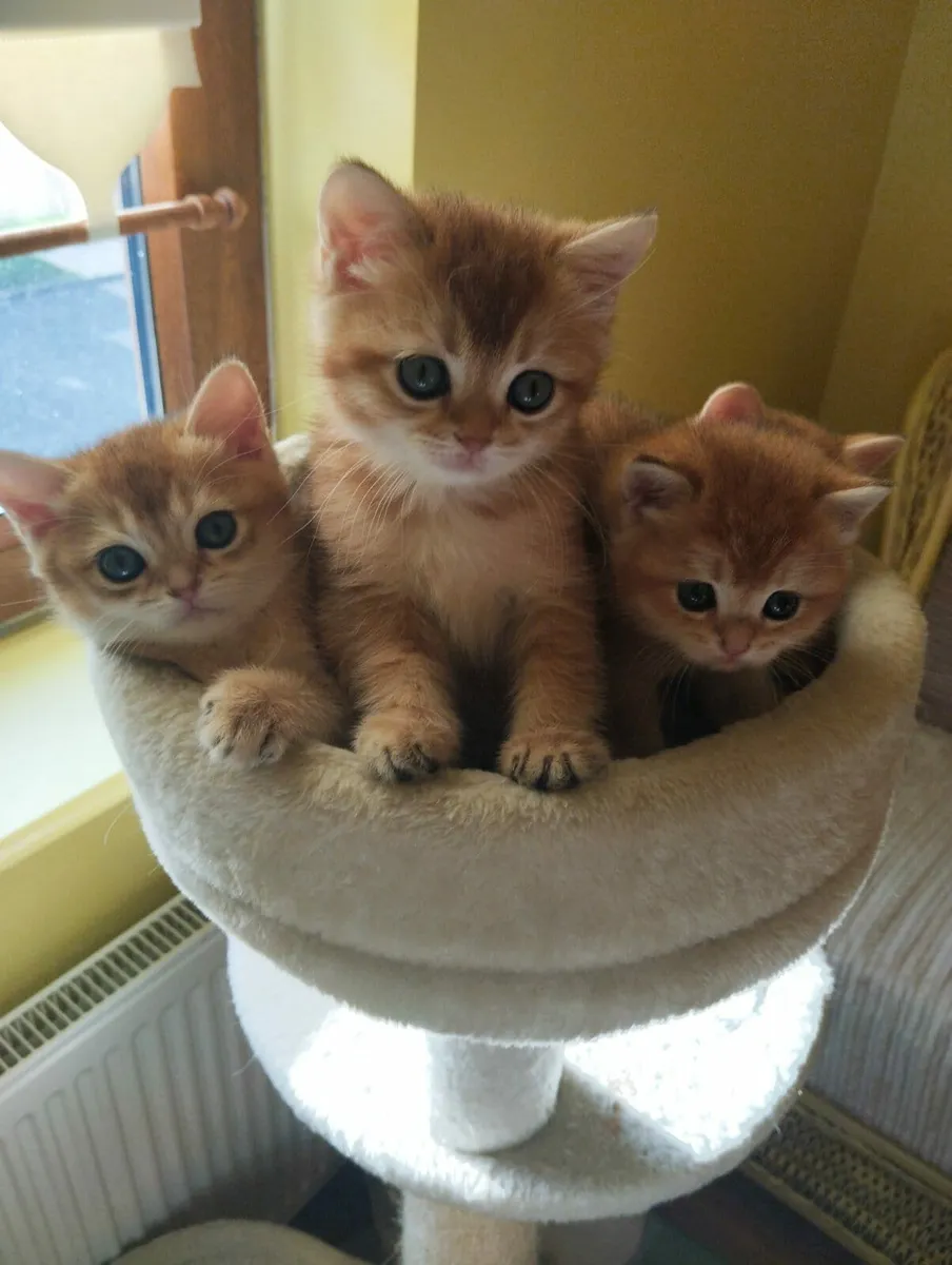 Kittens - Image 3