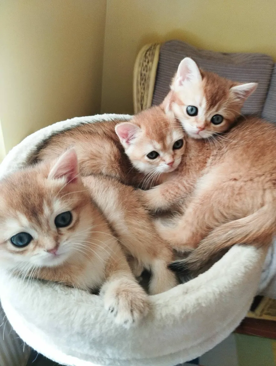 Kittens - Image 4