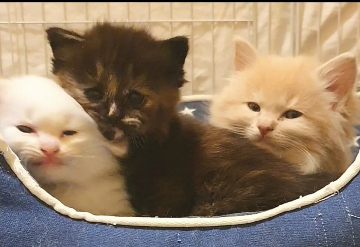 RagCoon Kittens - Maine Coon & Ragdoll Kittens - Image 1