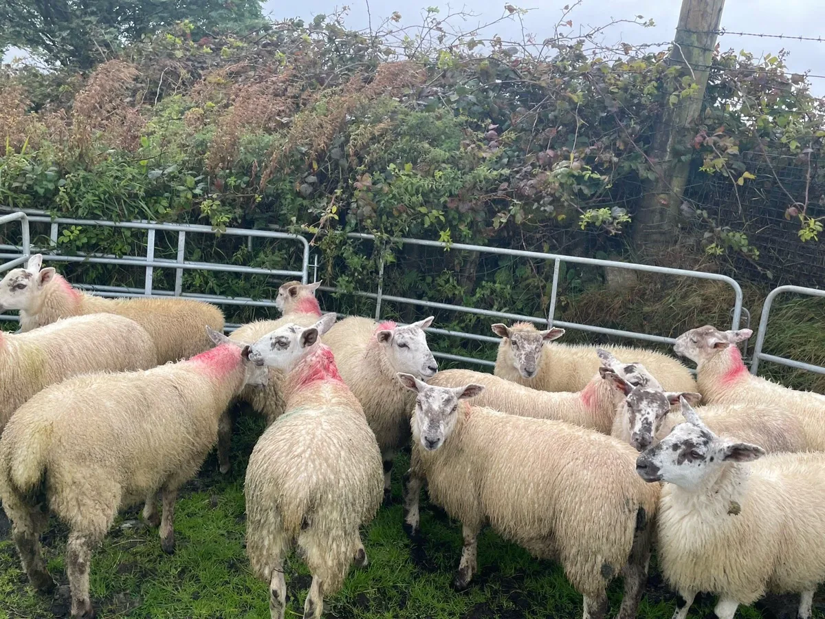 Ewe lambs - Image 1