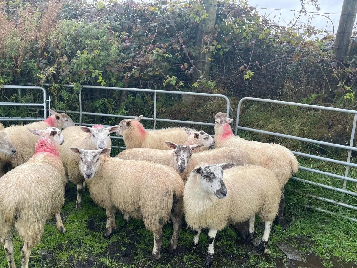 Ewe lambs - Image 2