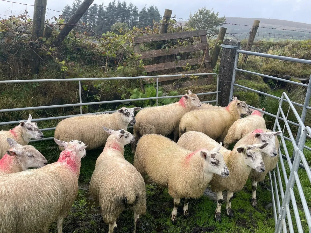 Ewe lambs - Image 3